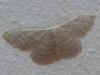 Idaea subsericeata